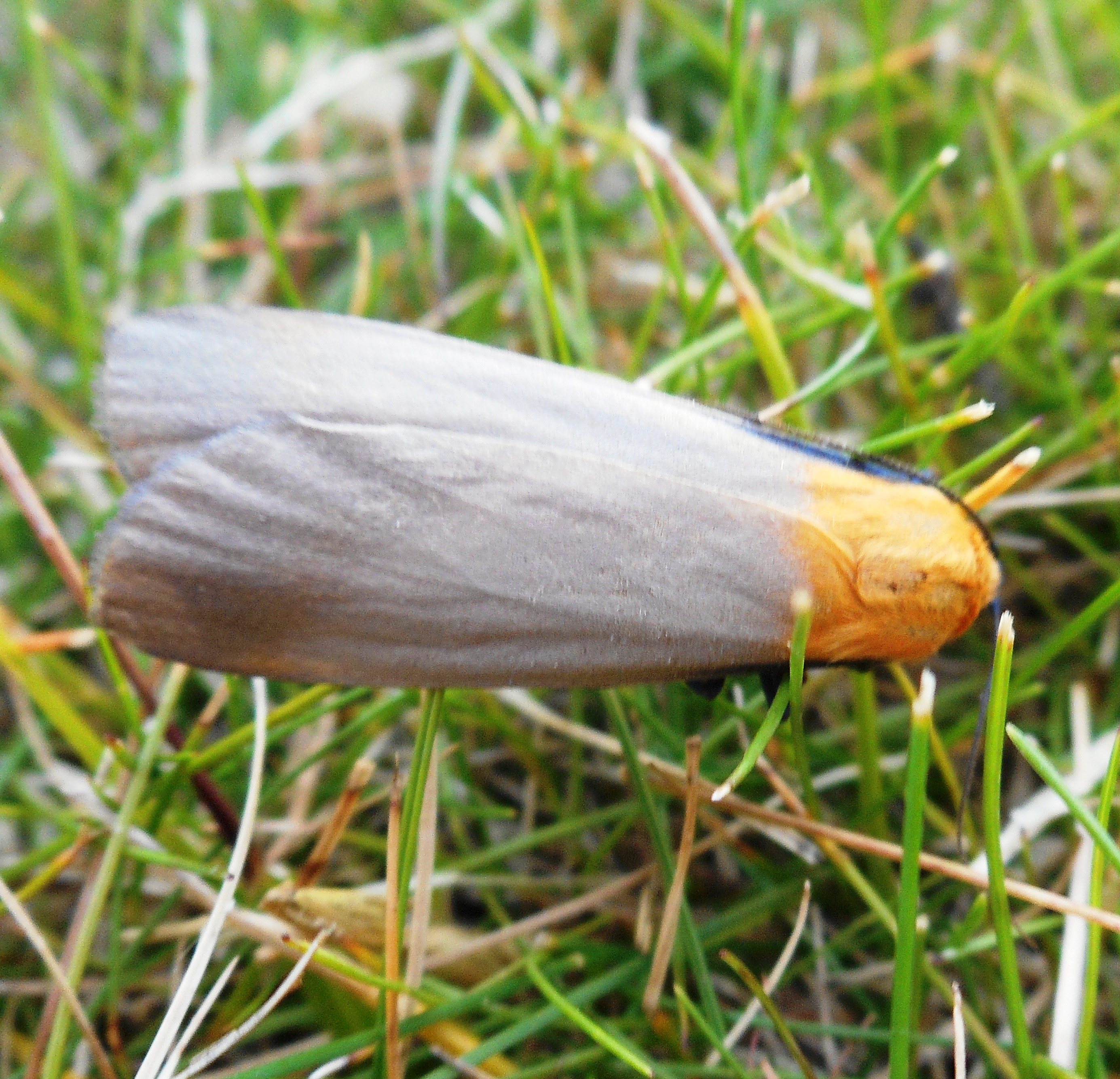 In de tuin van Piet Vanthemsche: 50 tinten grijs, bruin, groen en geel