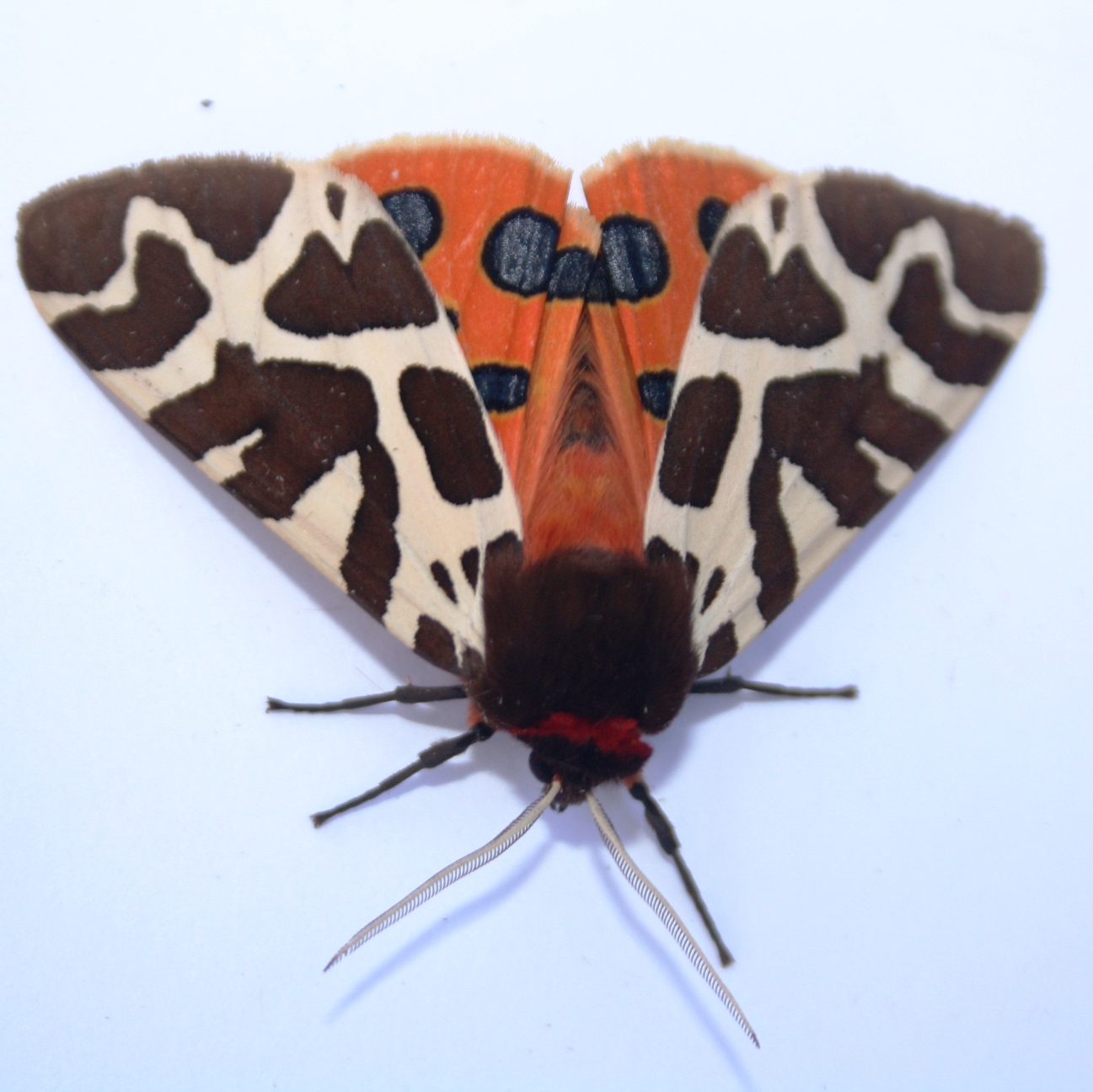 In de tuin van natuurfotograaf Rollin Verlinde: ecospot in landbouwgebied