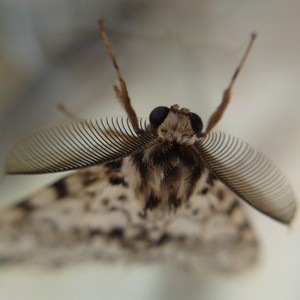 In een tuin in de Cevennen; prachtige Zuid-Europese nachtvlinders