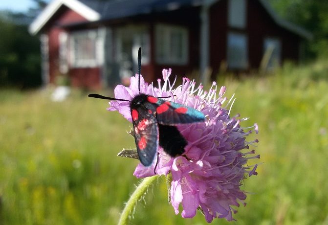 Baltische Zee: mottenvanger op bezoek bij vliegenvanger Fredrik Sjöberg